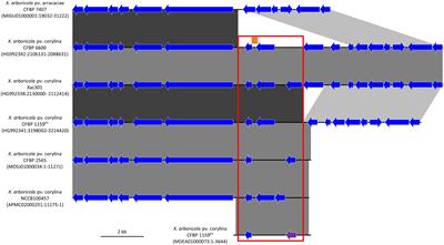 Specific and sensitive detection tools for Xanthomonas arboricola pv. corylina, the causal agent of bacterial blight of hazelnut, developed with comparative genomics